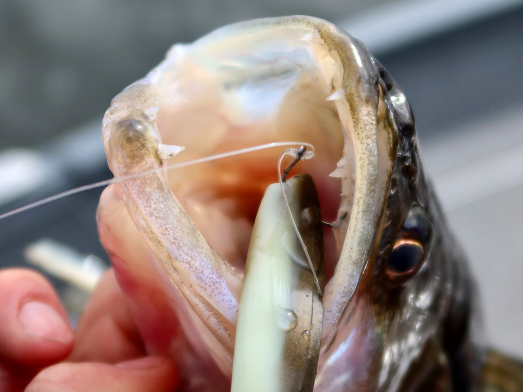 Een snoekbaars gevangen met een dropshot