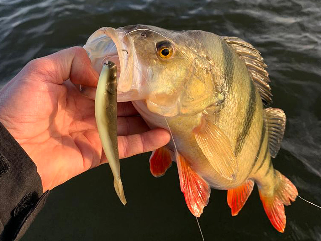 Baars vangen met een dropshot montage