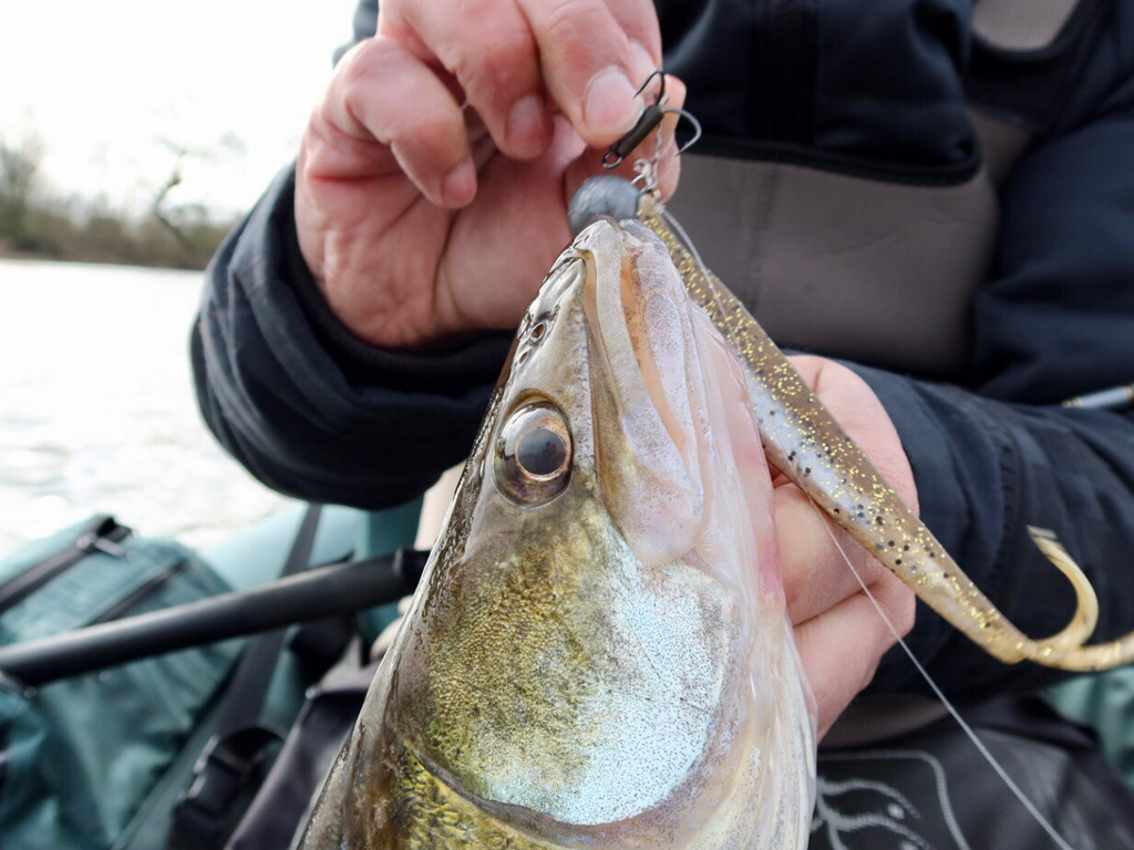 Snoekbaars pelagic vangen met een shad