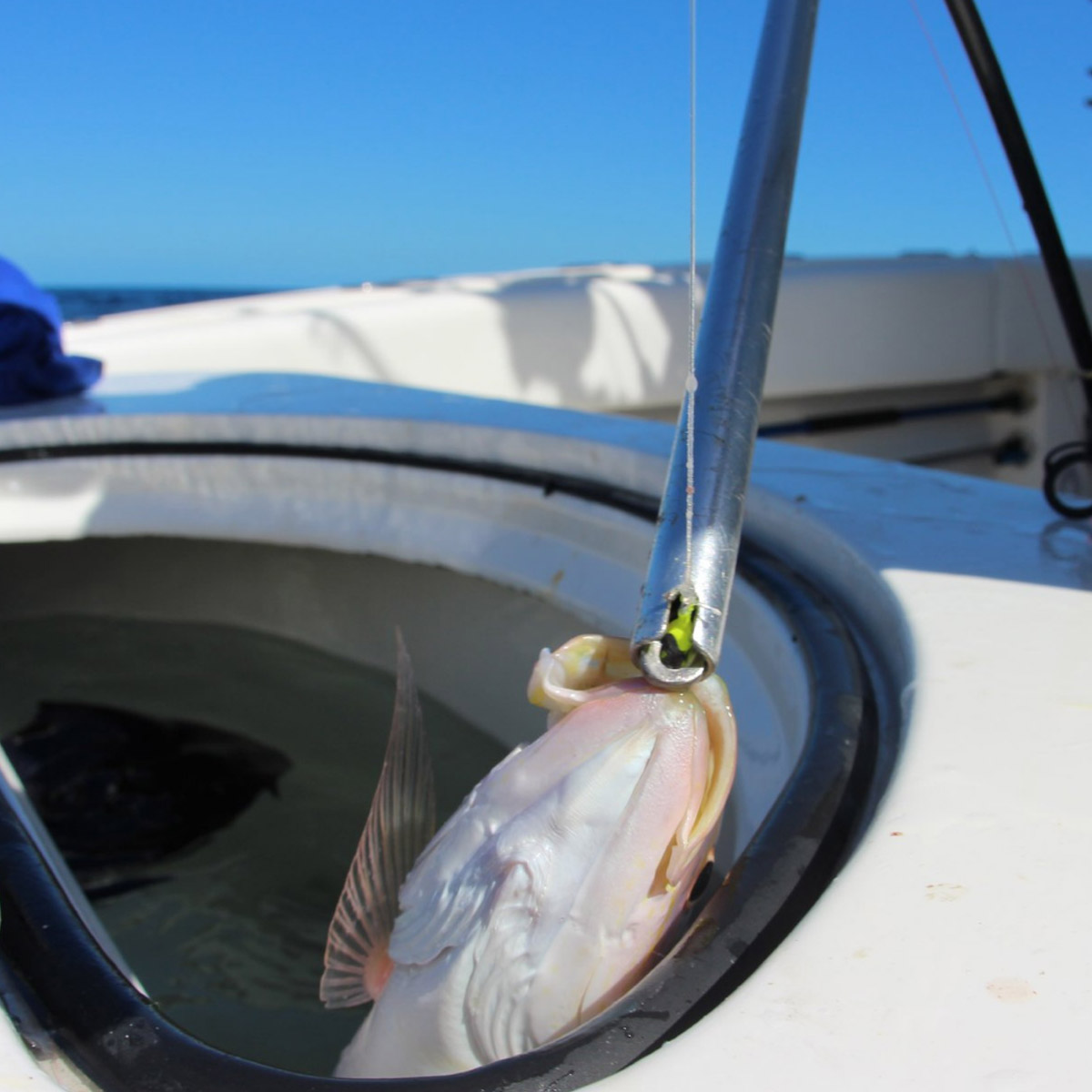 Cuda 18" Titanium Bonded Large DeHooker