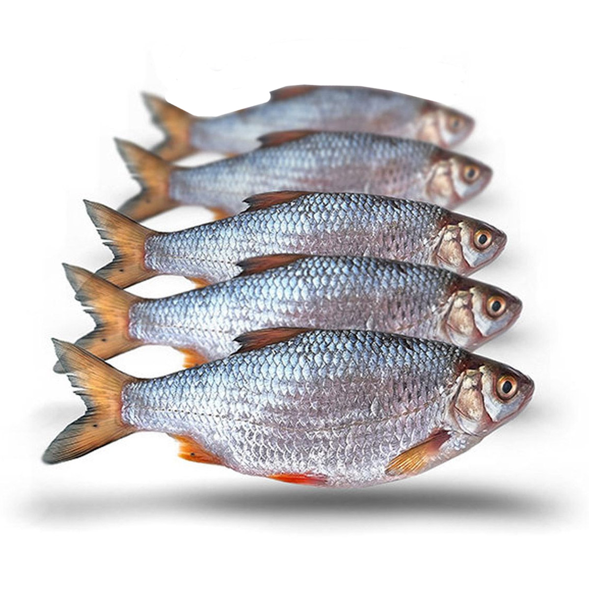 Prebaits Voorn / Kolblei Middel