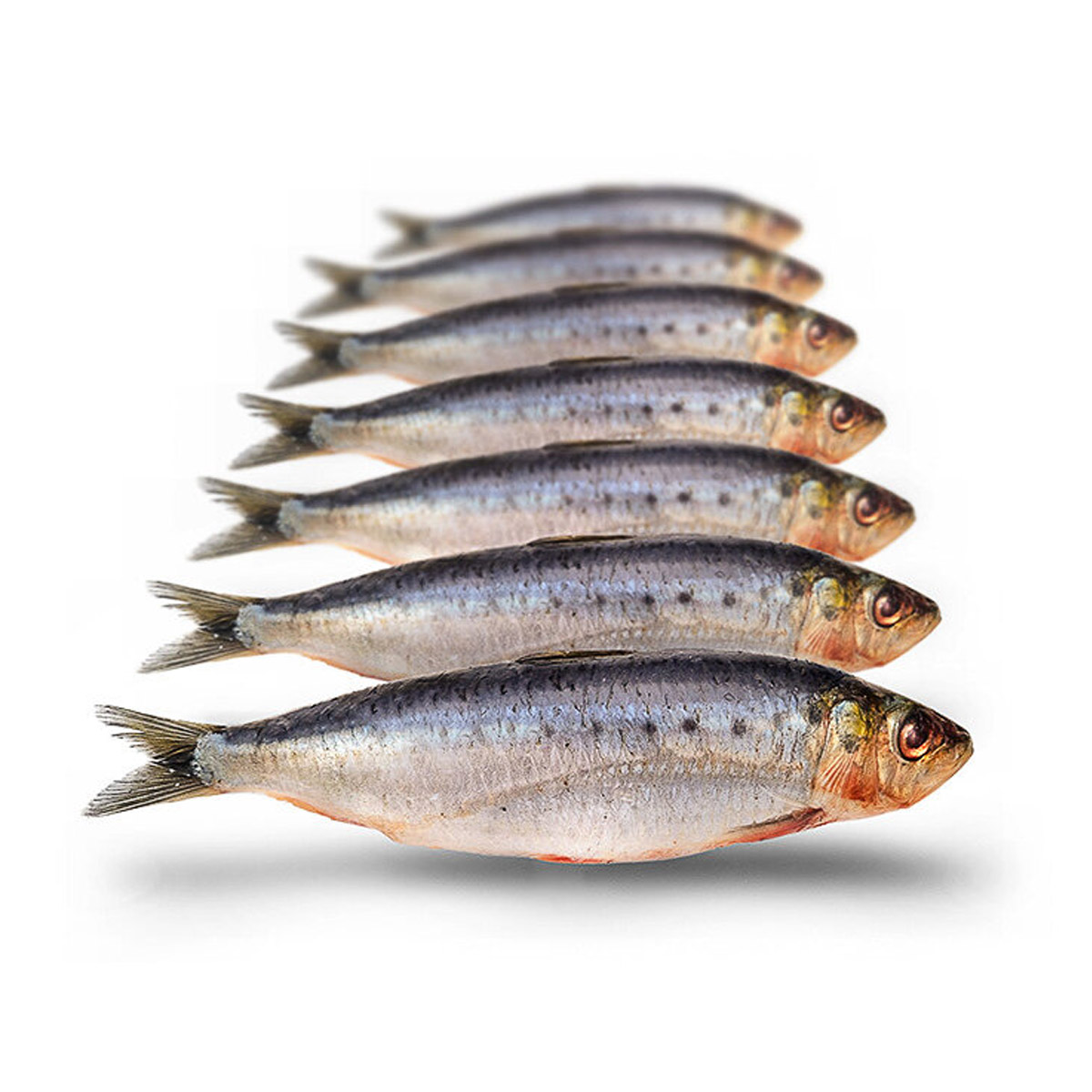 Prebaits Sardines Klein