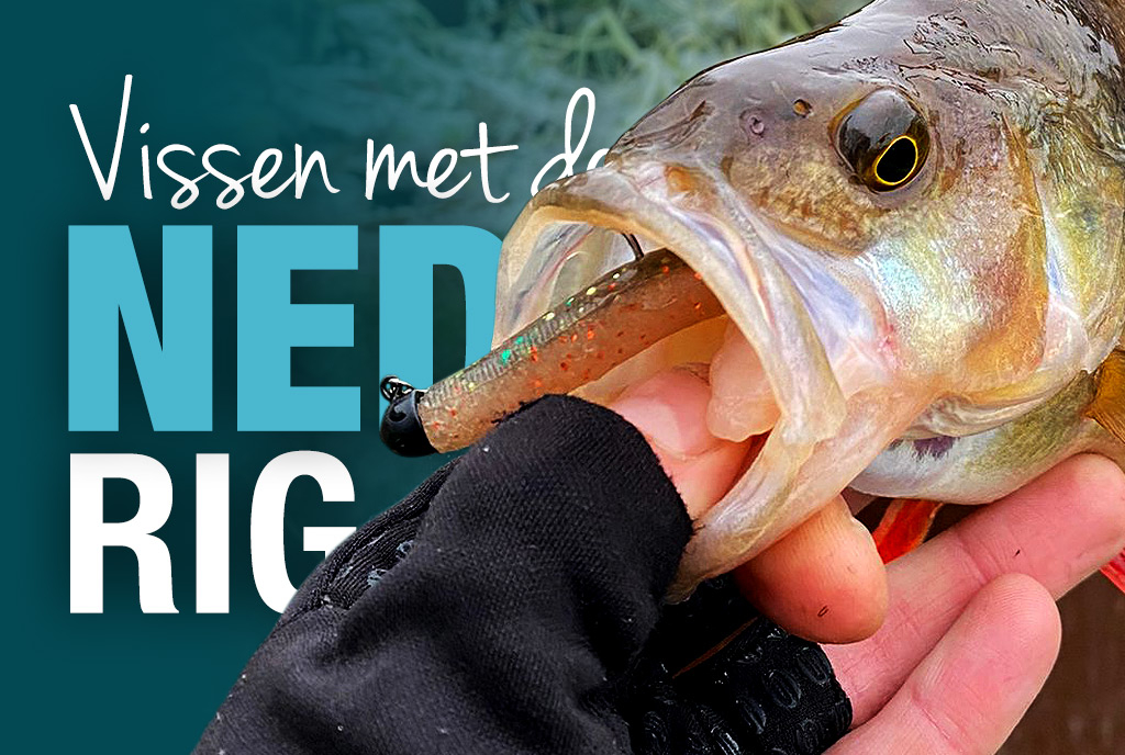Vissen met de Ned rig